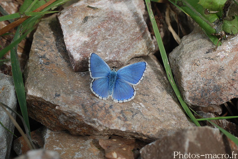 Lysandra bellargus